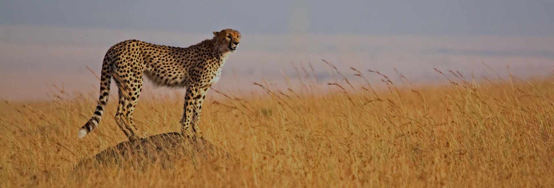 9 Days Big Five Safari Tours