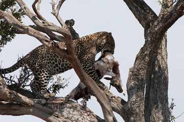 9 Days Big Five Safari Tours