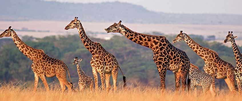 9 Days Big Five Safari Tours