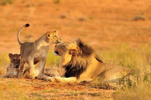 9 Days Big five safari Tours