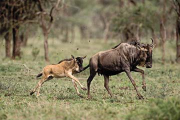 9 Days Serengeti Wildebeest Migration