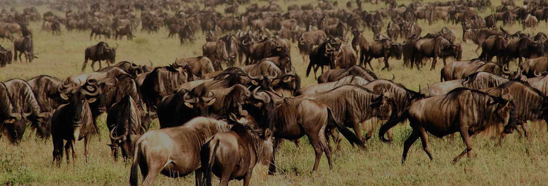 9 Days Serengeti Wildebeest Migration