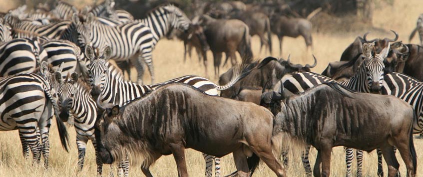 9 Days Serengeti Wildebeest Migration