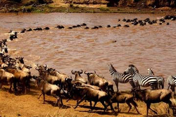 9 Days Serengeti Wildebeest Migration