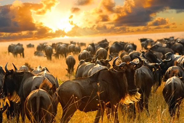 Serengeti Wildebeest Migration