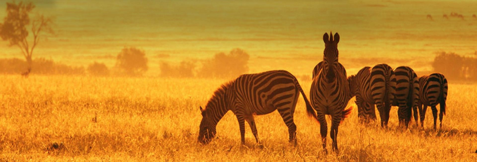 Tanzania Safari Tours