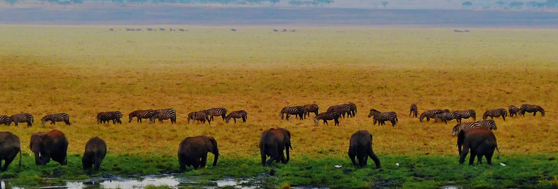 Serengeti Safari Tours