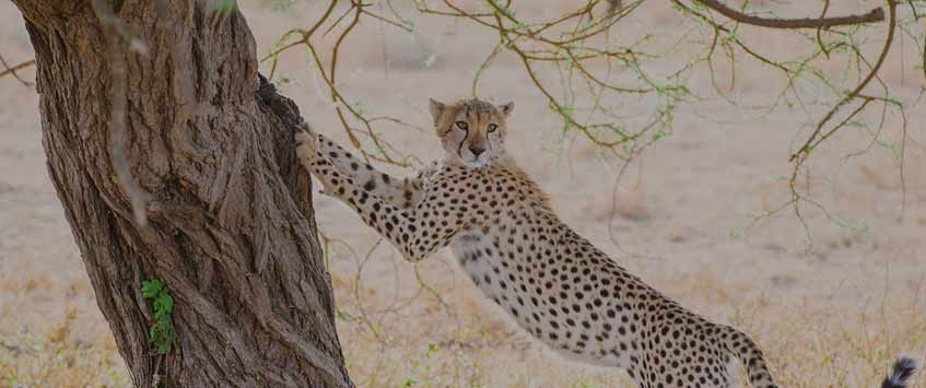 7 Days Budget Safari Tanzania