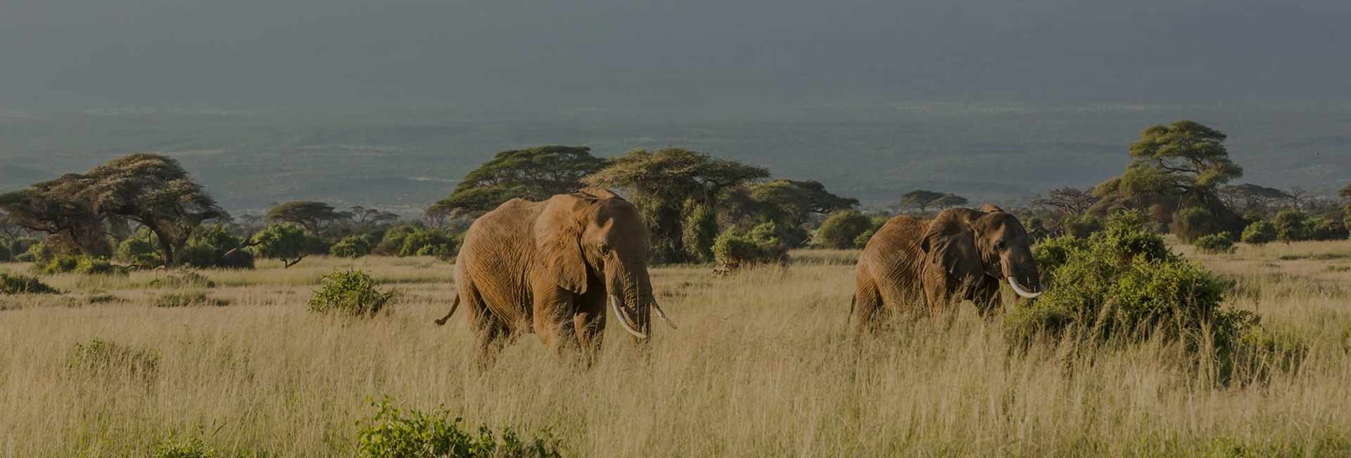 9 Days Authentic Tanzania Safaris