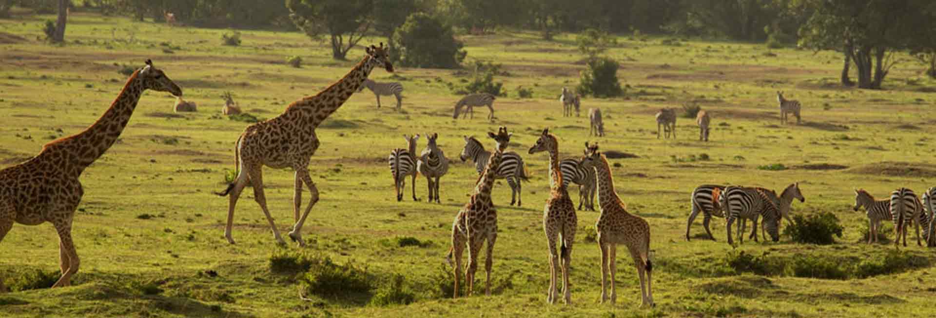 Authentic Tanzania Safaris