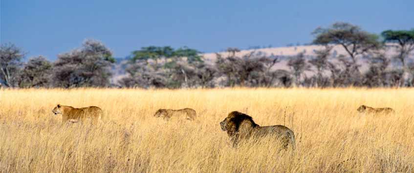 9 Days Authentic Tanzania Safaris