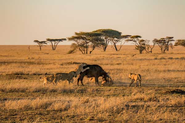 9 Days Authentic Tanzania Safaris