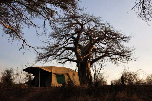 Tanzania Authentic Safari