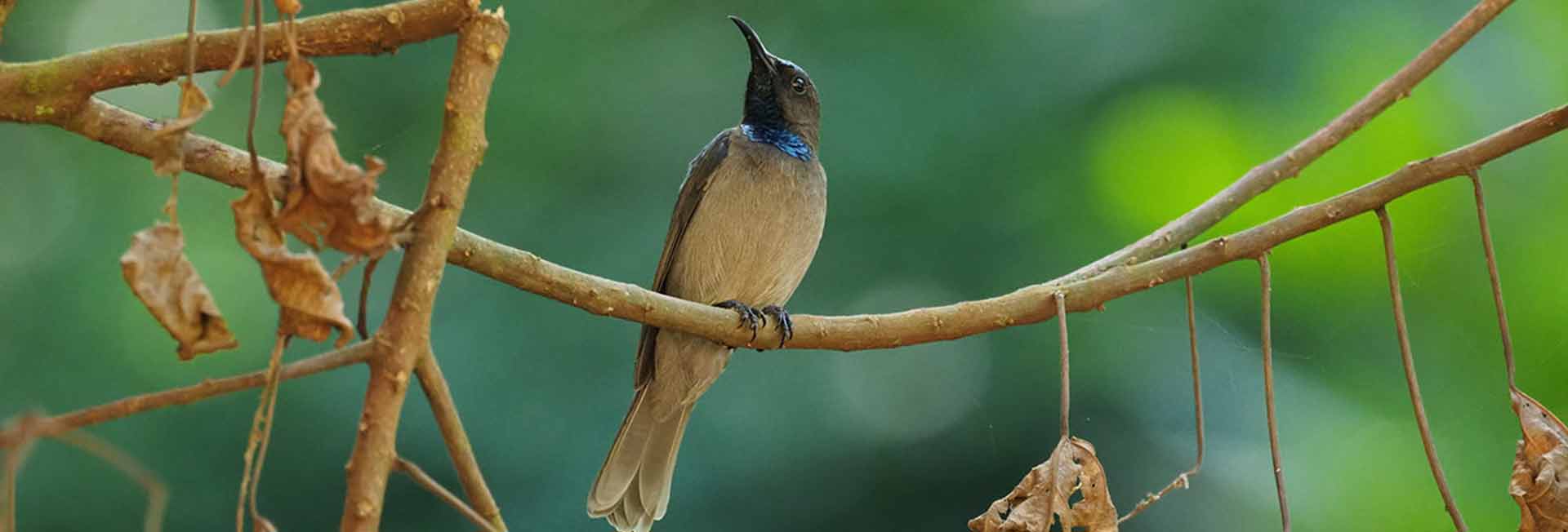 Tanzania Birding Tours