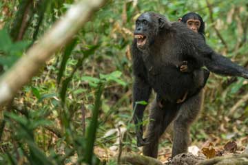 8 Days Tanzania Chimpanzee Safari