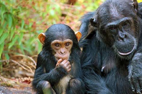 Tanzania Chimpanzee Safari