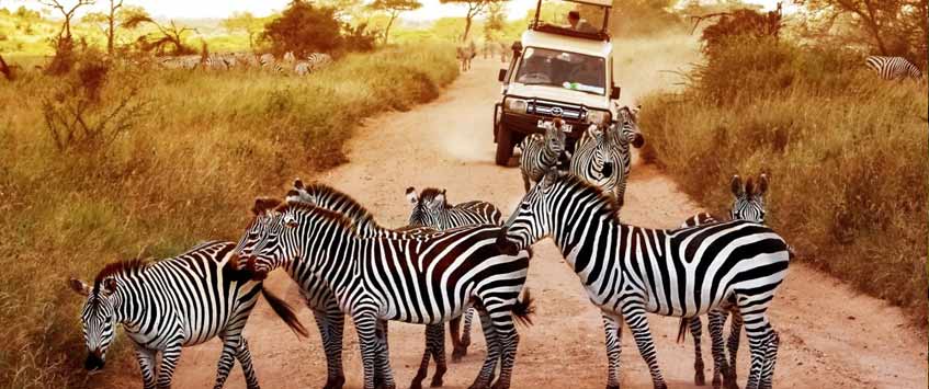 Tanzania Wildlife Safaris