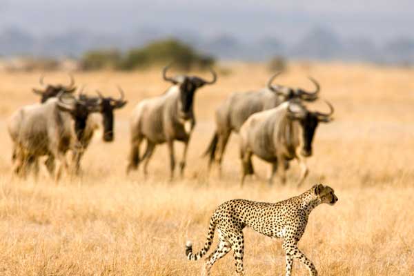 Tanzania Wildlife Safaris