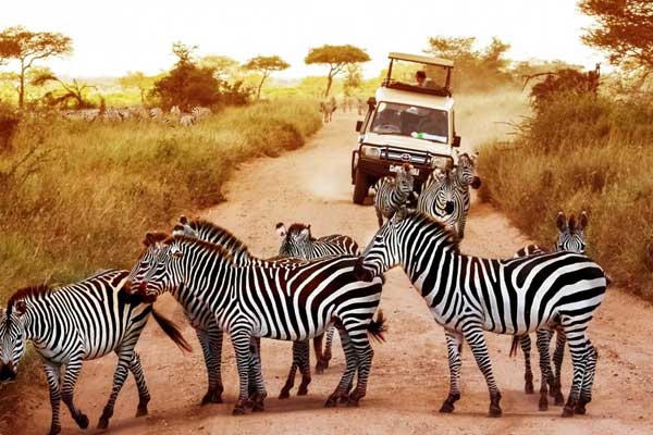 Tanzania Wildlife Safaris