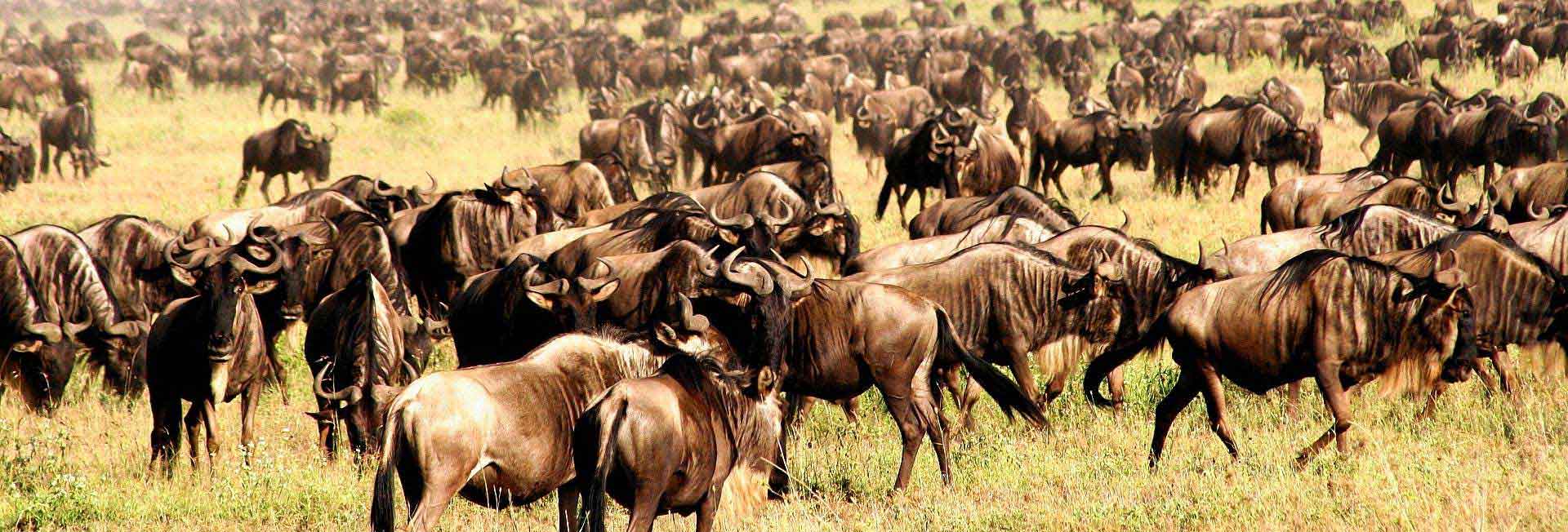 Serengeti Wildebeest Migration