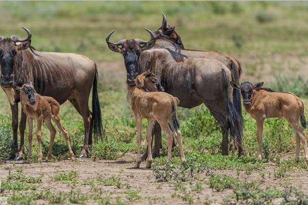 8 Days Serengeti Wildebeest Migration