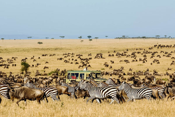 Wildebeests migration safari