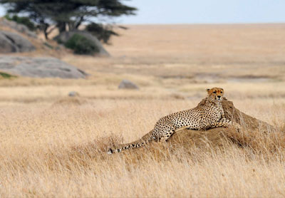 Serengeti Safari