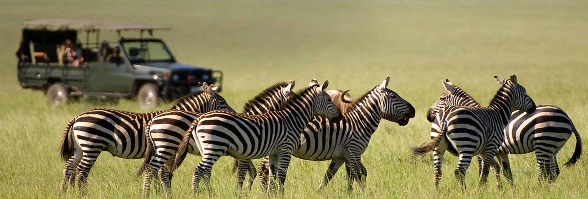 African Safari Tours